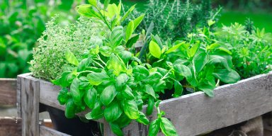 AES 617 Menuju Kemana?