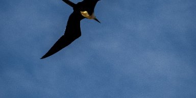 AES01 Burung CIkalang