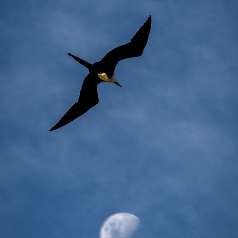 AES01 Burung CIkalang