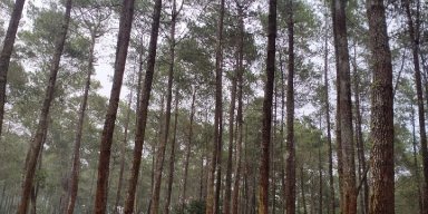 AES06 Pengrajin Kayu