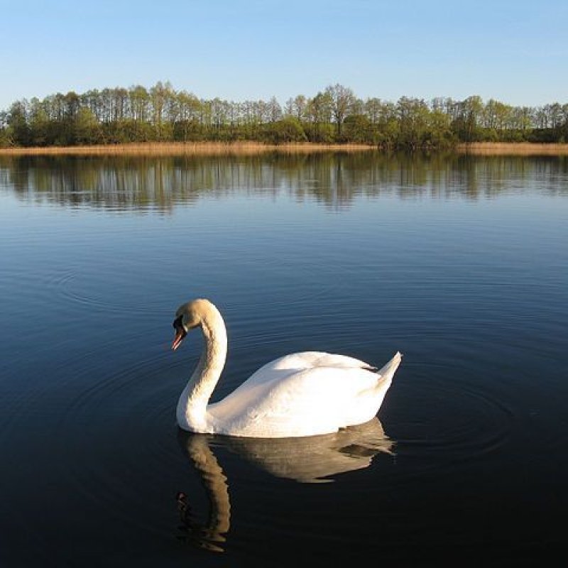 AES 721 The Swan