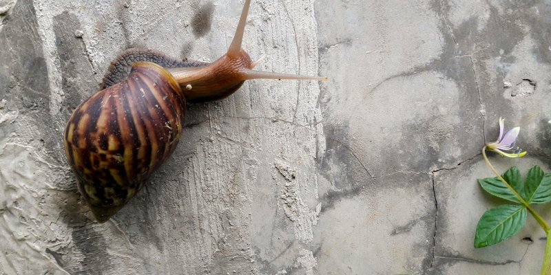 AES527 Kisah Keong dan Meong