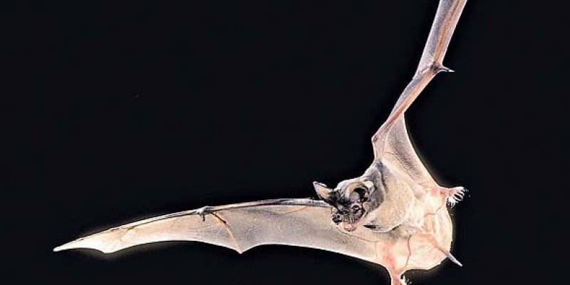 AES 769 Interview With My Vampire