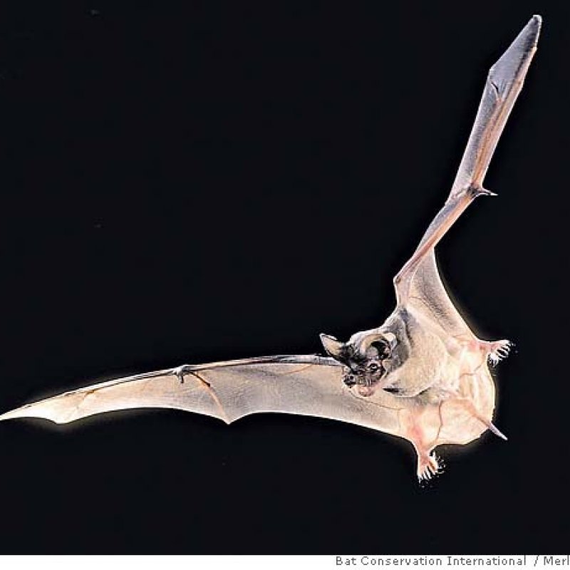 AES 769 Interview With My Vampire