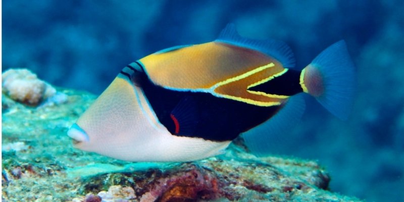 AES #31 Fun & Unique Facts From Travelling