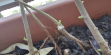 AES68 Tunas Harapan: Kisah Tanaman yang Merayakan Kehidupan