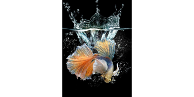 AES83 Anak-Anak dan Komunitas Ikan 