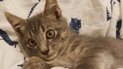 AES01 Kucing kecil di tempat sampah