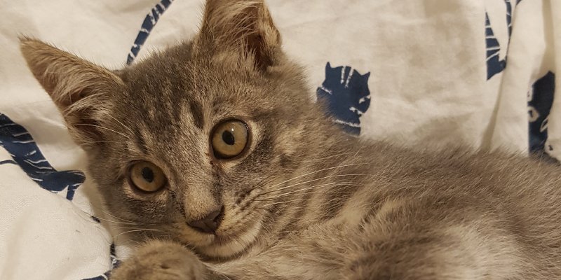 AES01 Kucing kecil di tempat sampah