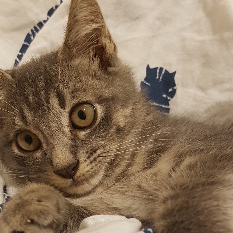 AES01 Kucing kecil di tempat sampah