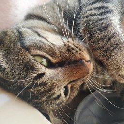 AES02 - Kucingku Mamaw dan lagu Bumi Kita