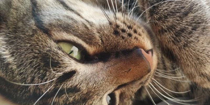 AES02 - Kucingku Mamaw dan lagu Bumi Kita