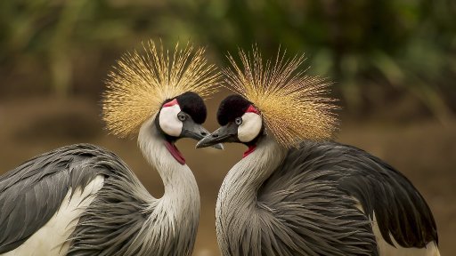 AES 004 Pacaran Sehat, Seru Lho, Beneran !