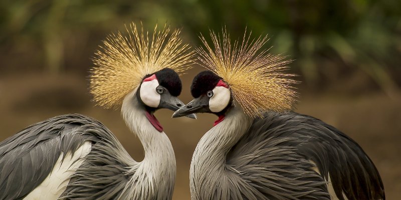 AES 004 Pacaran Sehat, Seru Lho, Beneran !