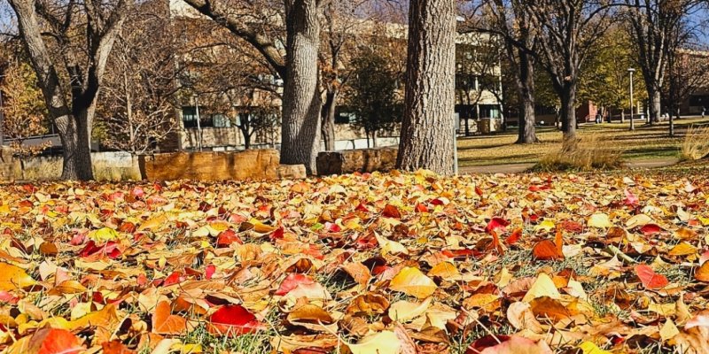 AES 907 What A Wonderful Morning!