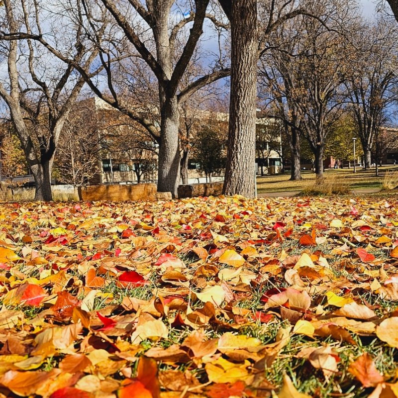 AES 907 What A Wonderful Morning!