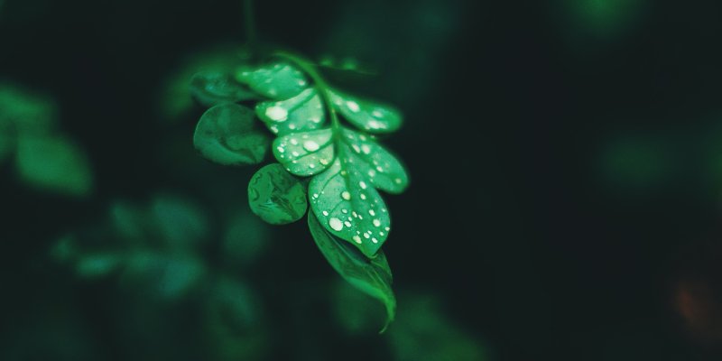 AES#48 Green Economy 