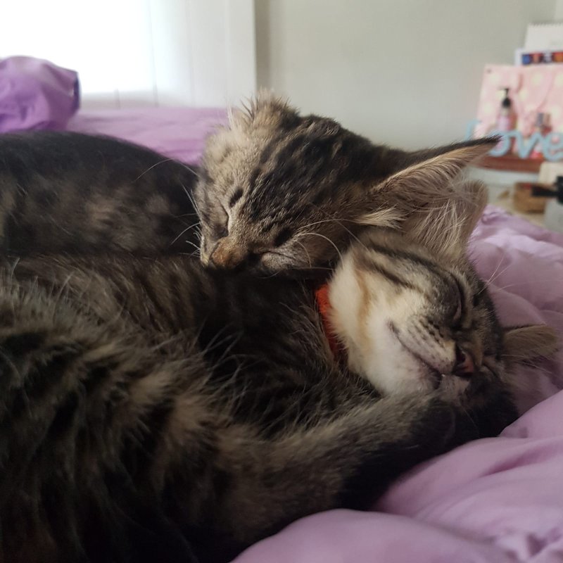 AES16 Si Telinga dan Si Tenang