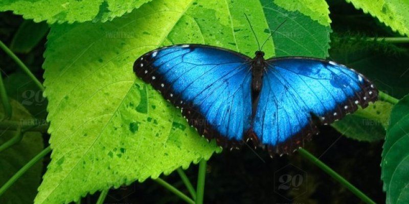 AES47 The Rare Blues of Nature