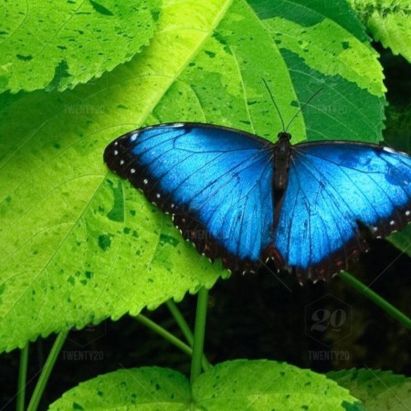 AES47 The Rare Blues of Nature