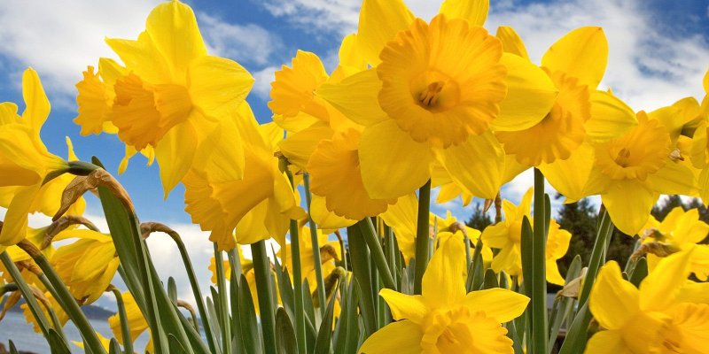 AES 1031 Daffodils