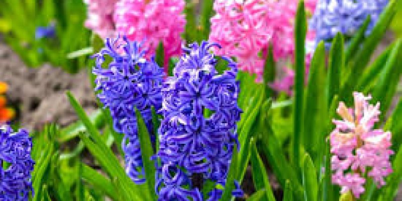 AES 1056 Keharuman Musim Semi