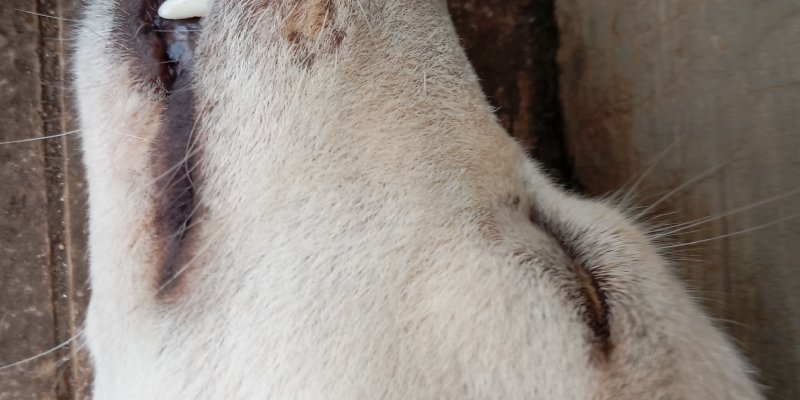 AES 0032 Hadeh Erin-Erin