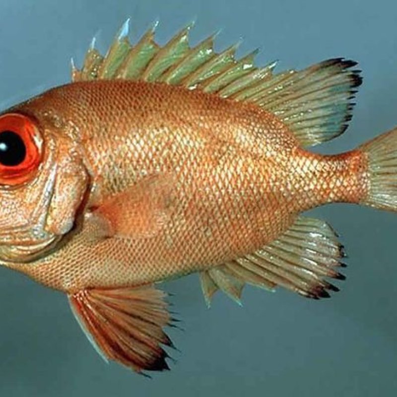 AES9 &lsquo;Going Back in Time: Indonesian History: A Musical Animation Cinematography Concept&rsquo;