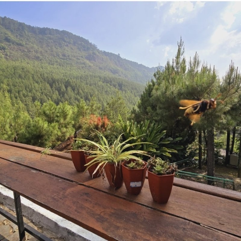 AES 1182 Alam, Air dan Udara