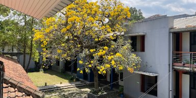 AES110 Mewahnya Tabebuya