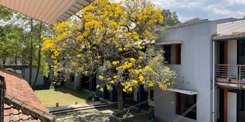 AES110 Mewahnya Tabebuya