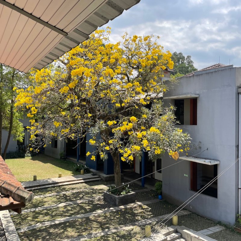 AES110 Mewahnya Tabebuya