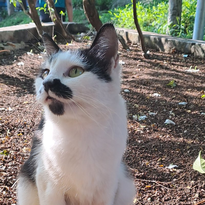 AES051 - Penjelajah Waktu di Taman Lansia