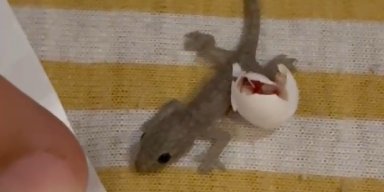 AES054 - Anak Cicak Baru!