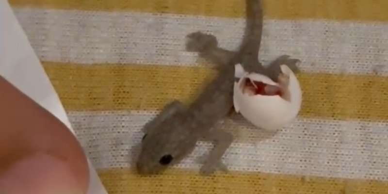 AES054 - Anak Cicak Baru!