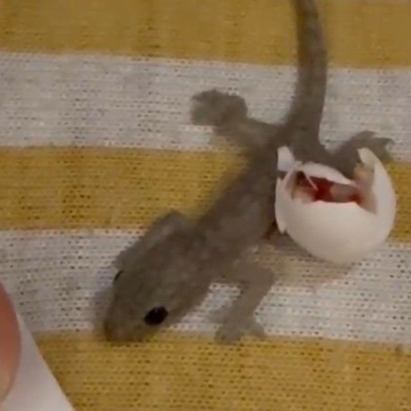 AES054 - Anak Cicak Baru!