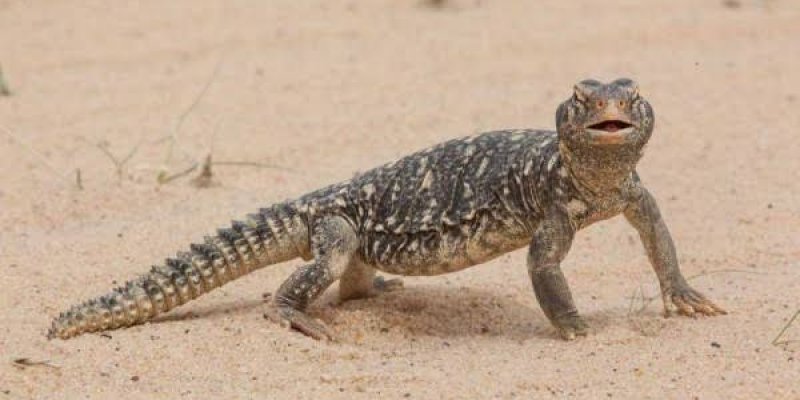 AES008 Otak Reptil