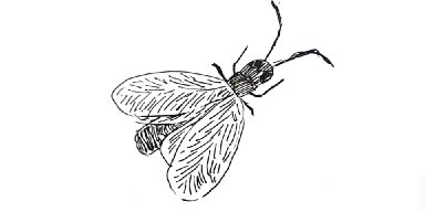 AES062 - Akhir Hayat Laron