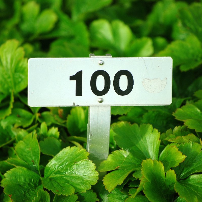 AES100 The Happy Hundreds 