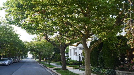 AES003 Pohon itu Teman