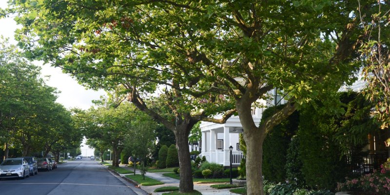 AES003 Pohon itu Teman