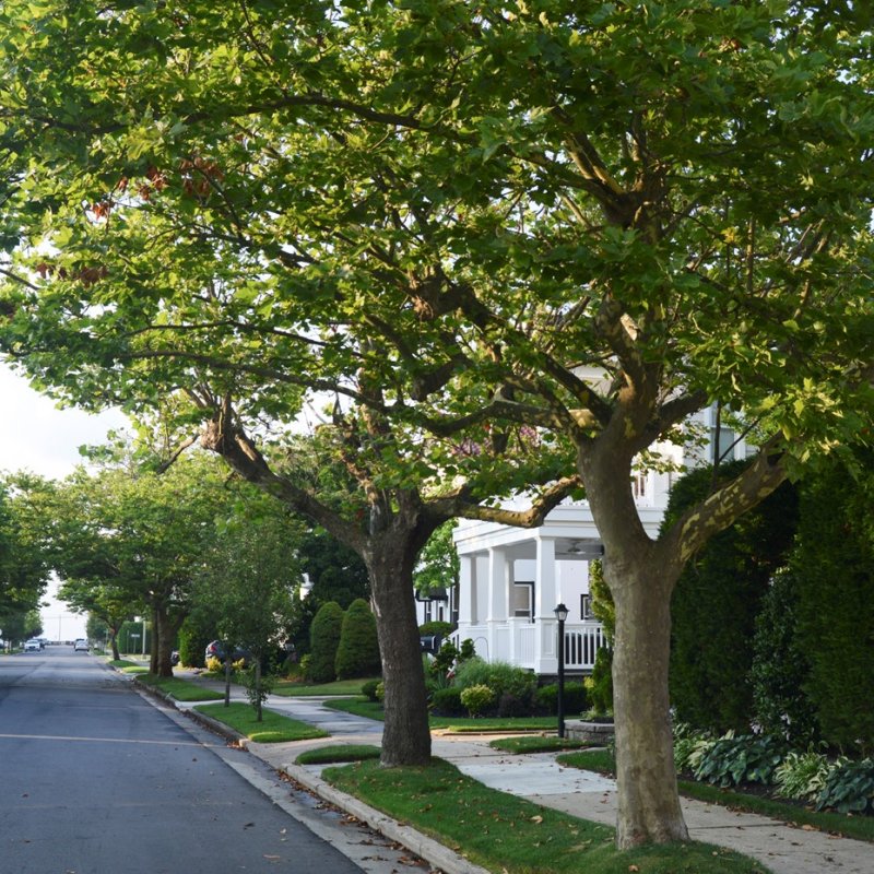 AES003 Pohon itu Teman