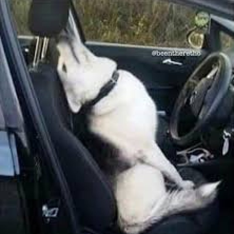 AES 1261 Drama Queen