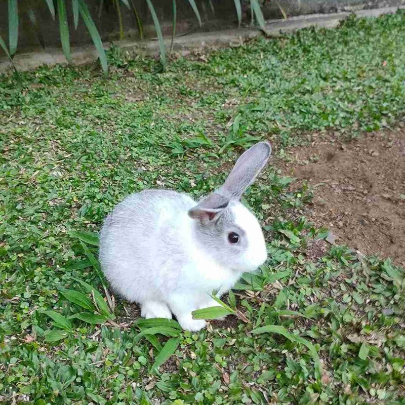 AES102 Bikin Rumah Impian