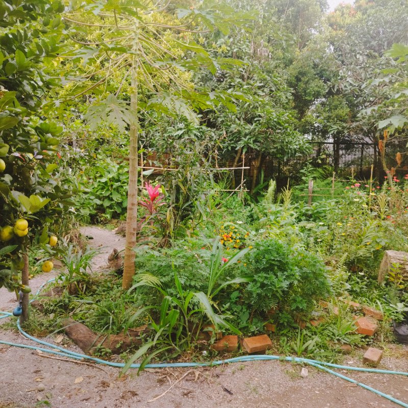 AES121 Berkebun Dulu