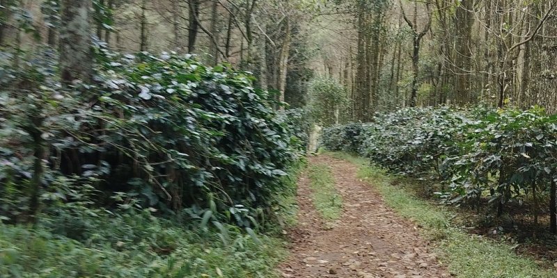 AES125 Niis Ka Gambung