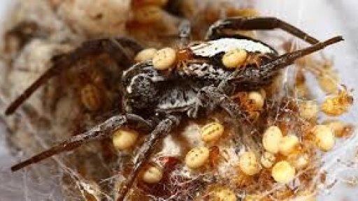 AES002 Tentang Stegodyphus&nbsp;