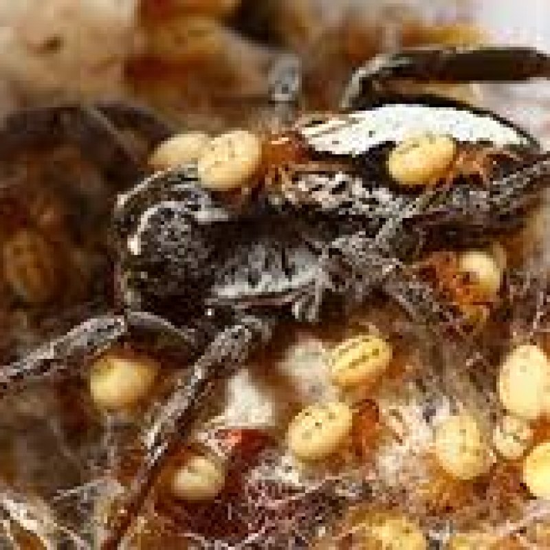 AES002 Tentang Stegodyphus&nbsp;
