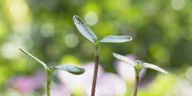 AES139 Mati Satu Tumbuh Seribu