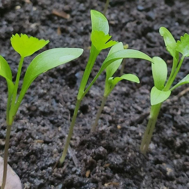 AES56 memaknai literasi